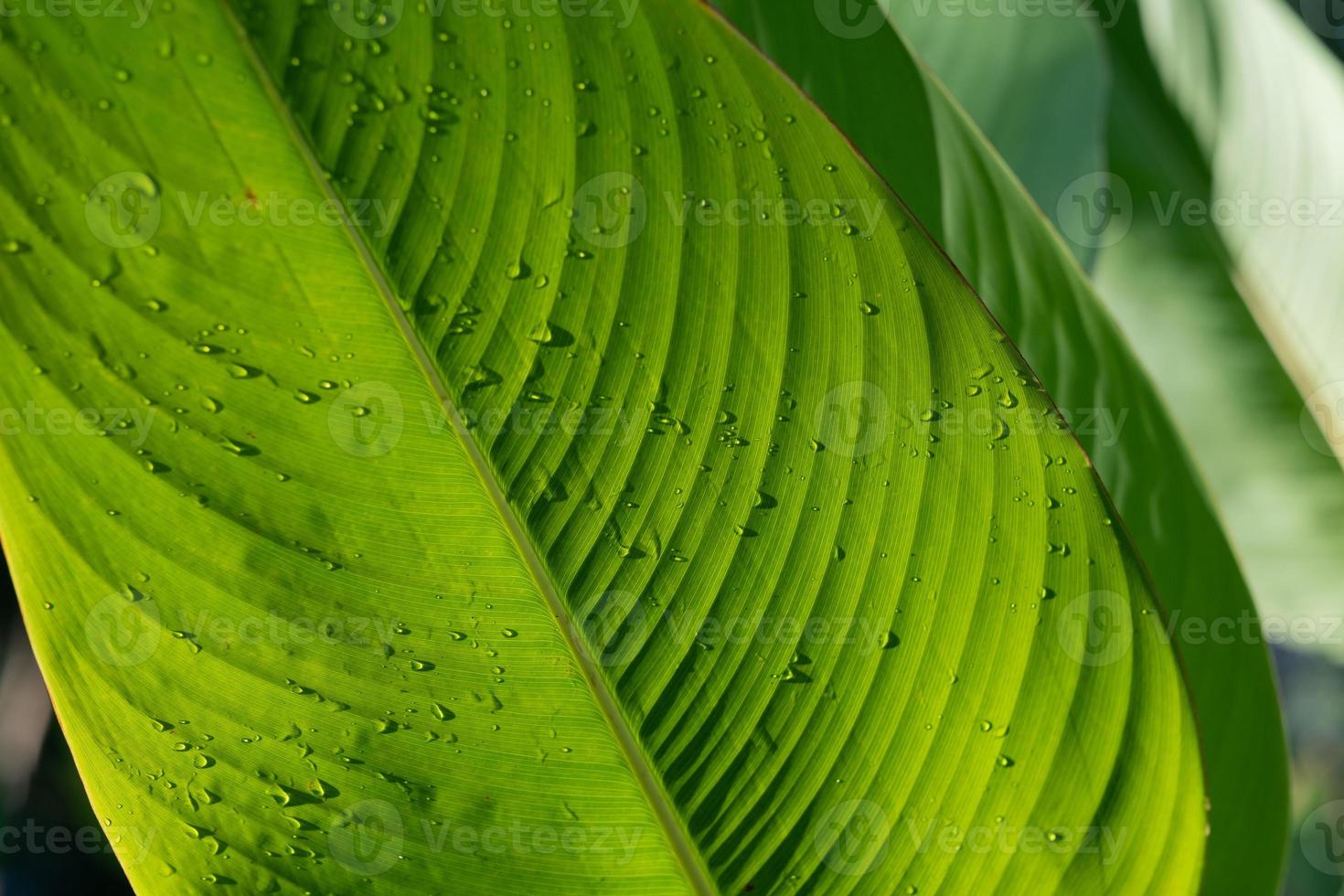 Water on leave background, Green leaf nature photo