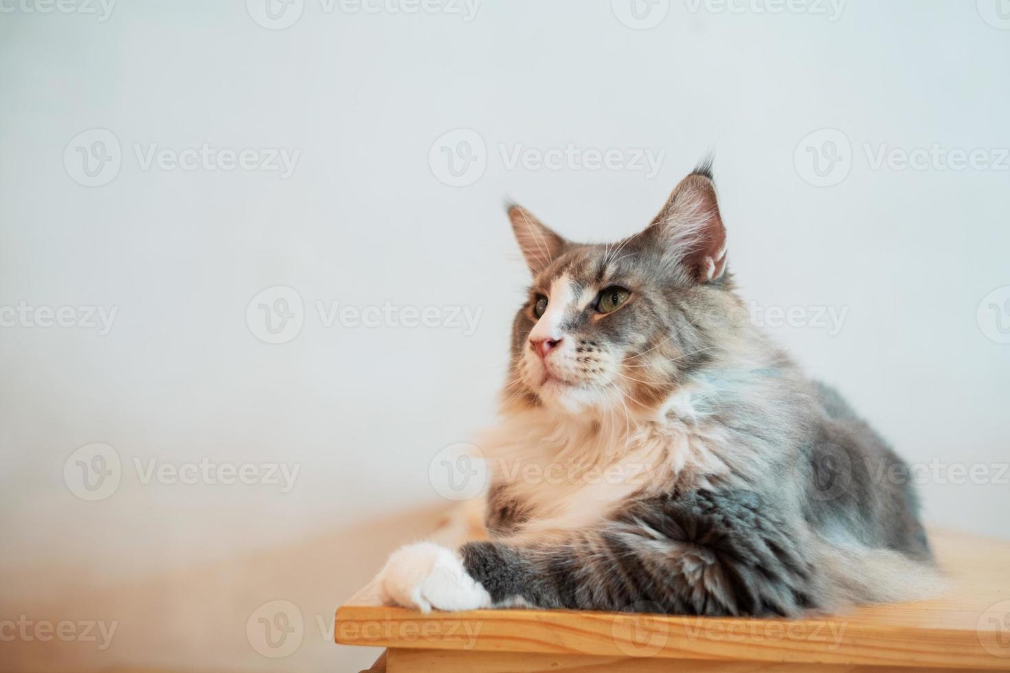 Primer plano de un gato en el suelo, animal doméstico foto