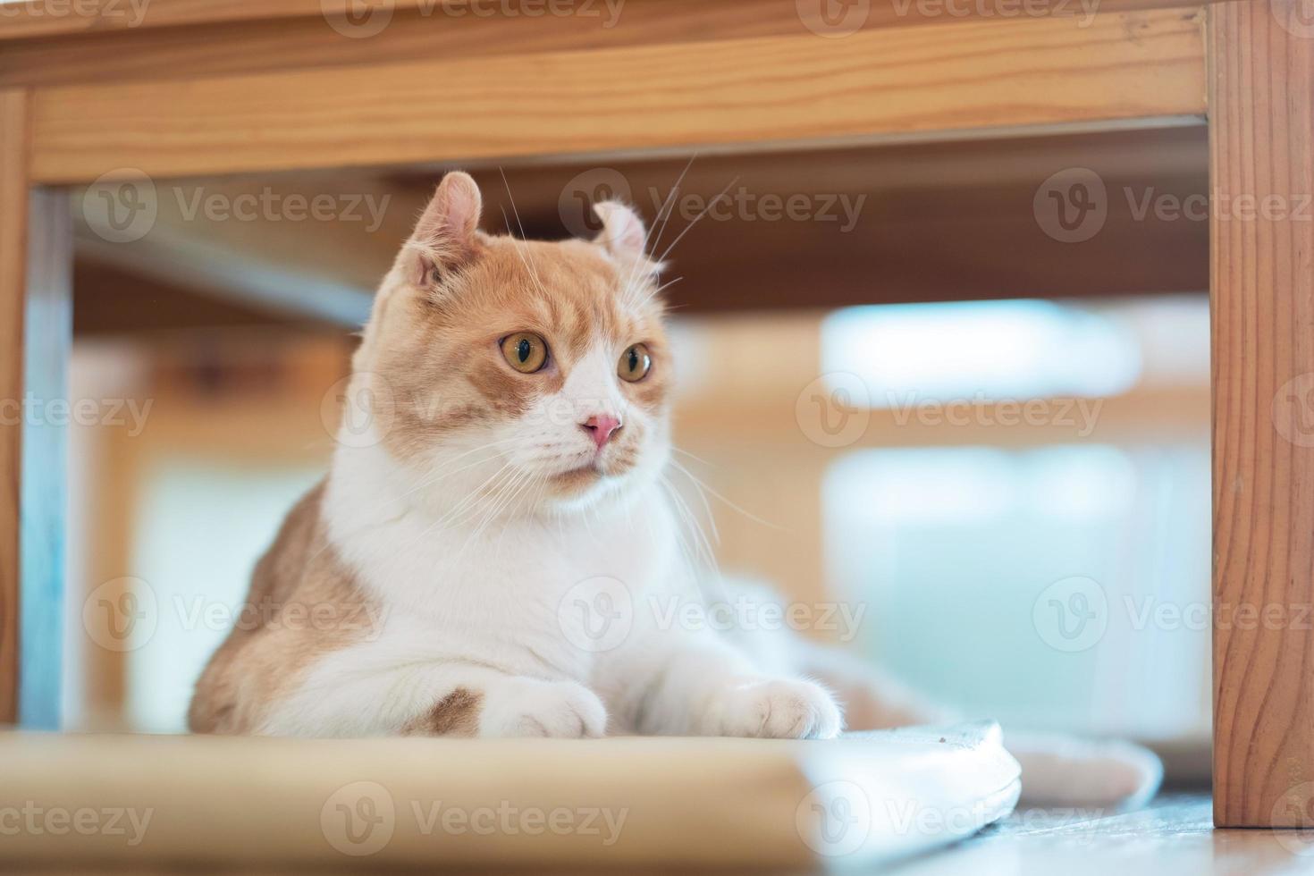 closeup shot of a cat on the ground, home animal photo