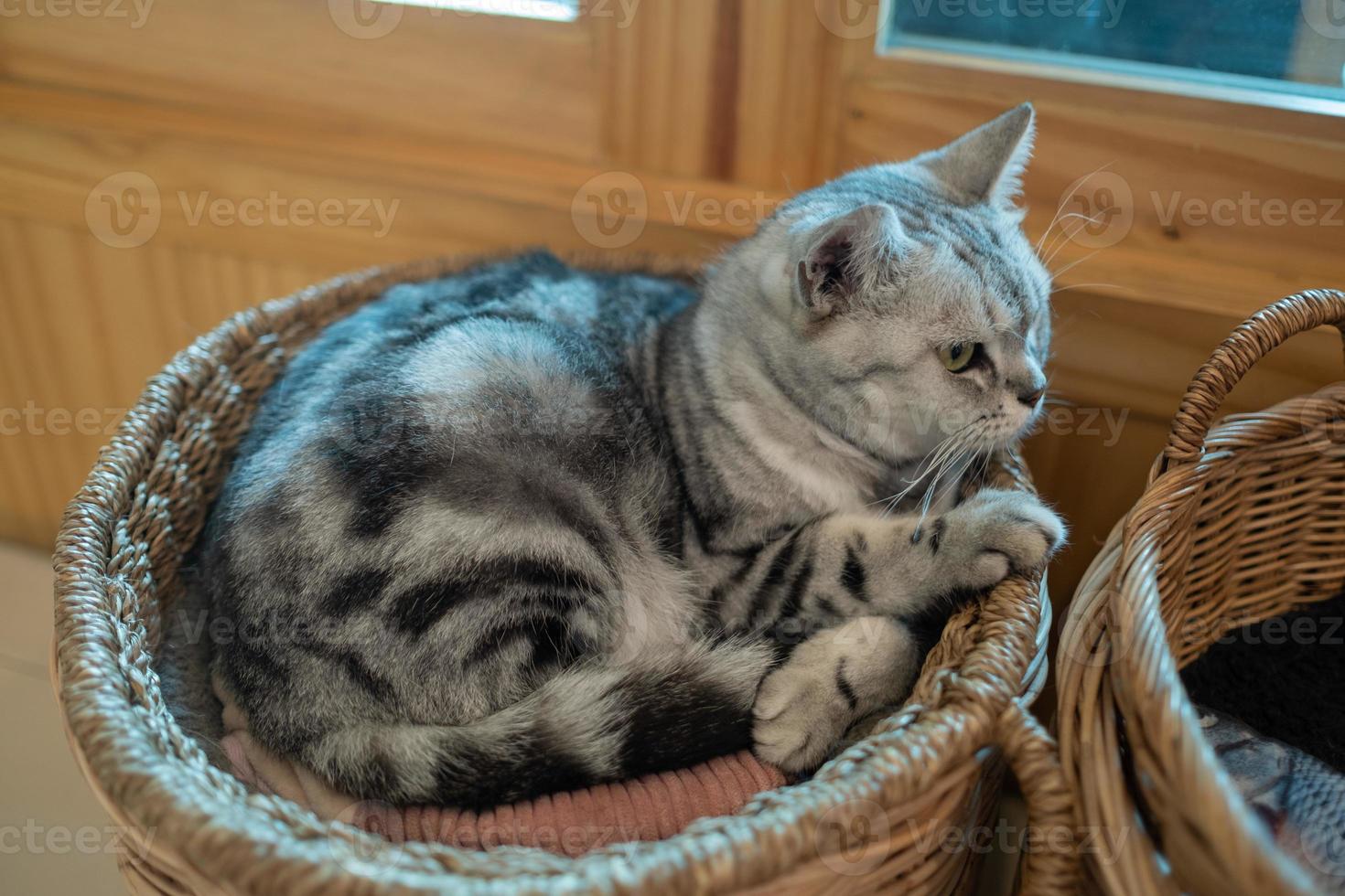 Primer plano de un gato en el suelo, animal doméstico foto