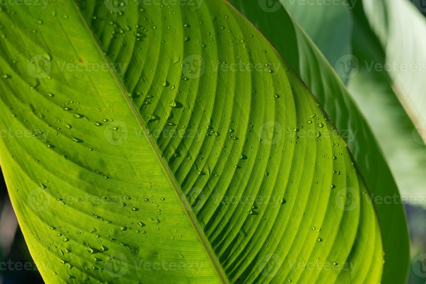 agua sobre fondo de licencia, naturaleza de hoja verde foto