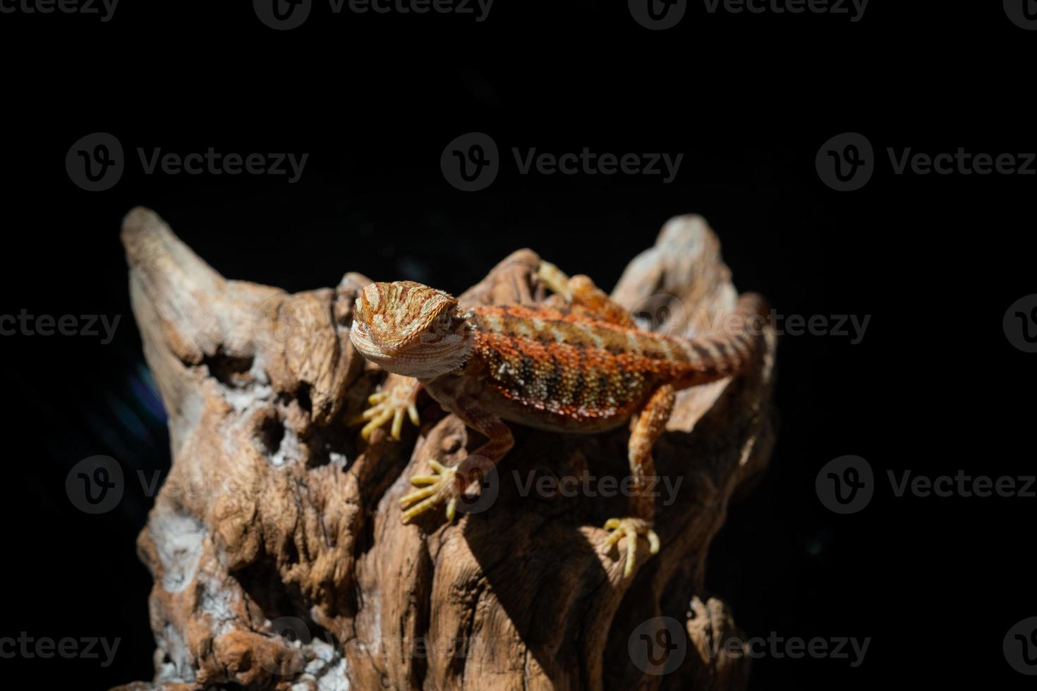 Dragón barbudo en el suelo con fondo borroso foto