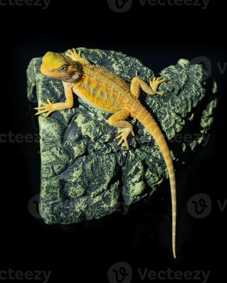 bearded dragon on ground with blur background photo