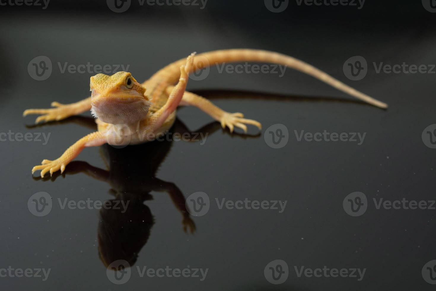 bearded dragon on ground with blur background photo