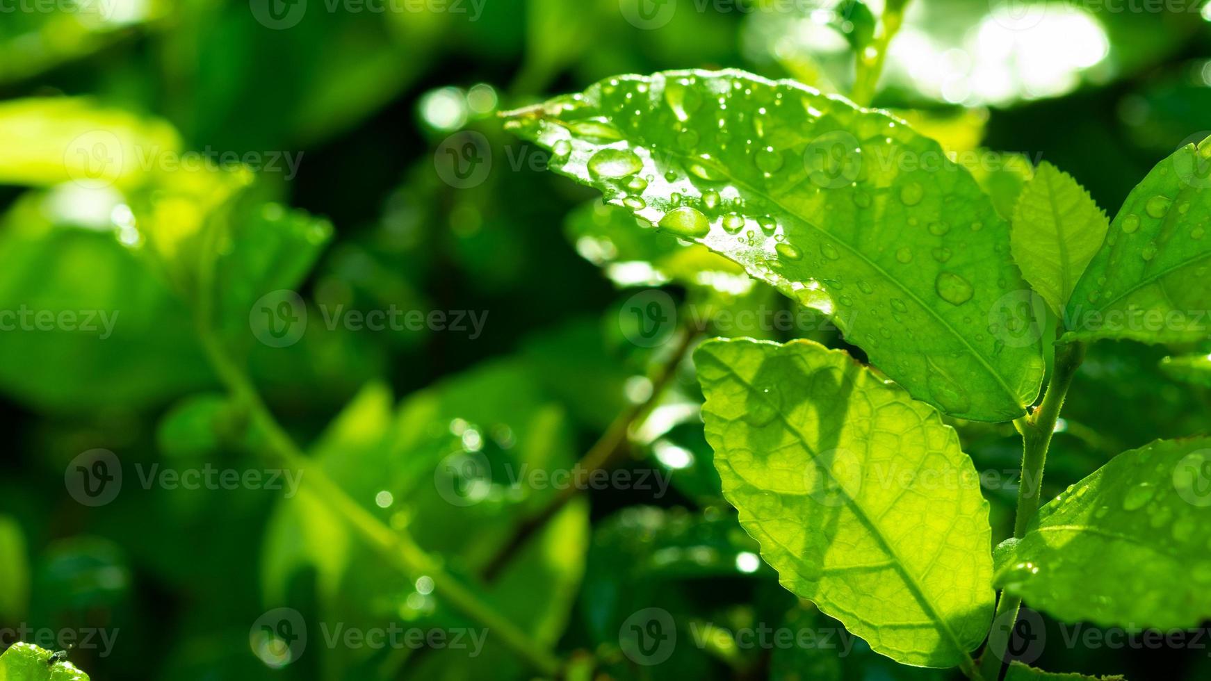 Water on leave background, Green leaf nature photo