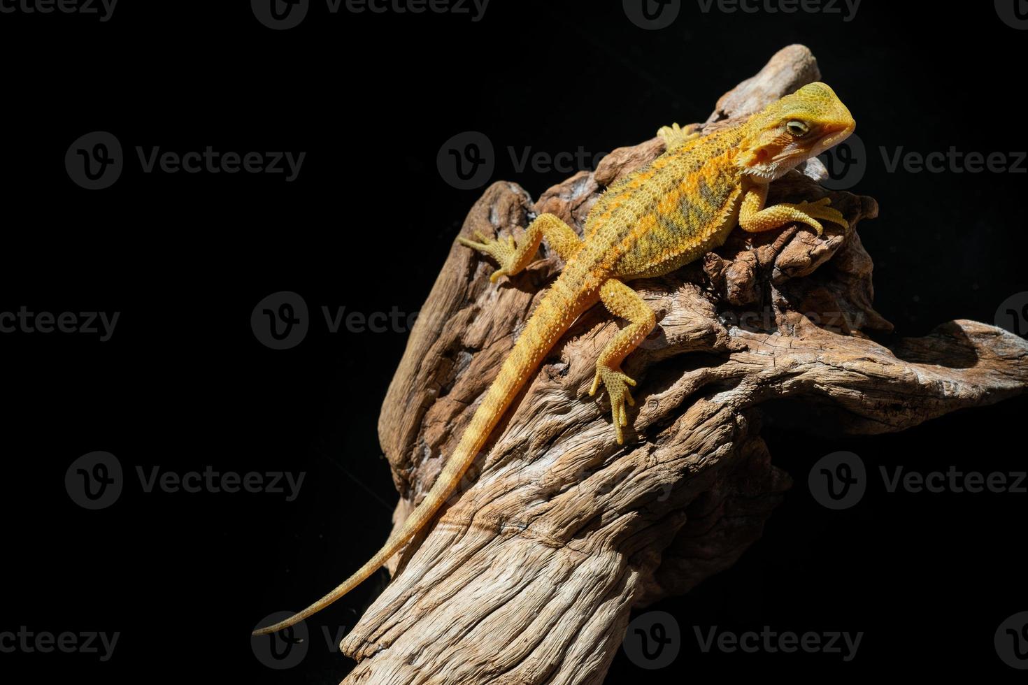 bearded dragon on ground with blur background photo