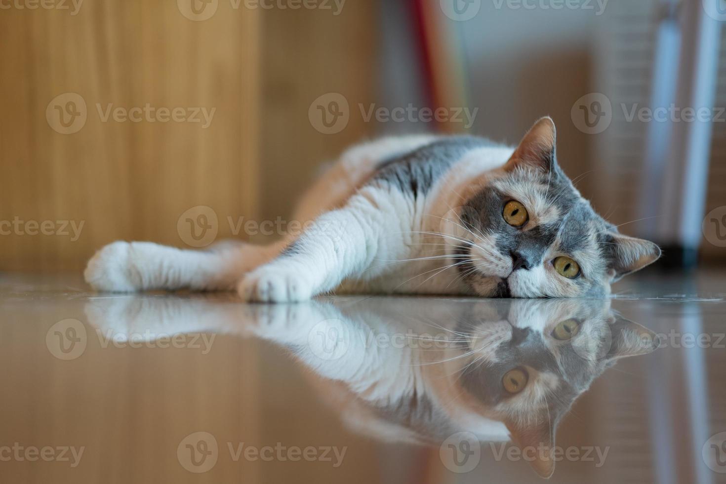 Primer plano de un gato en el suelo, animal doméstico foto