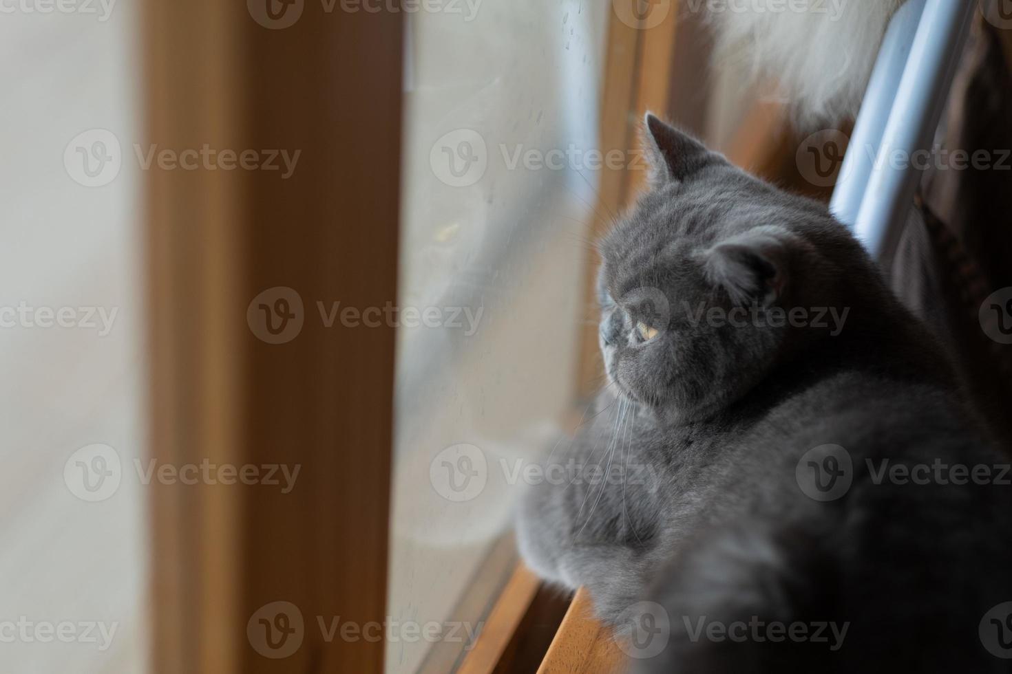 Primer plano de un gato en el suelo, animal doméstico foto