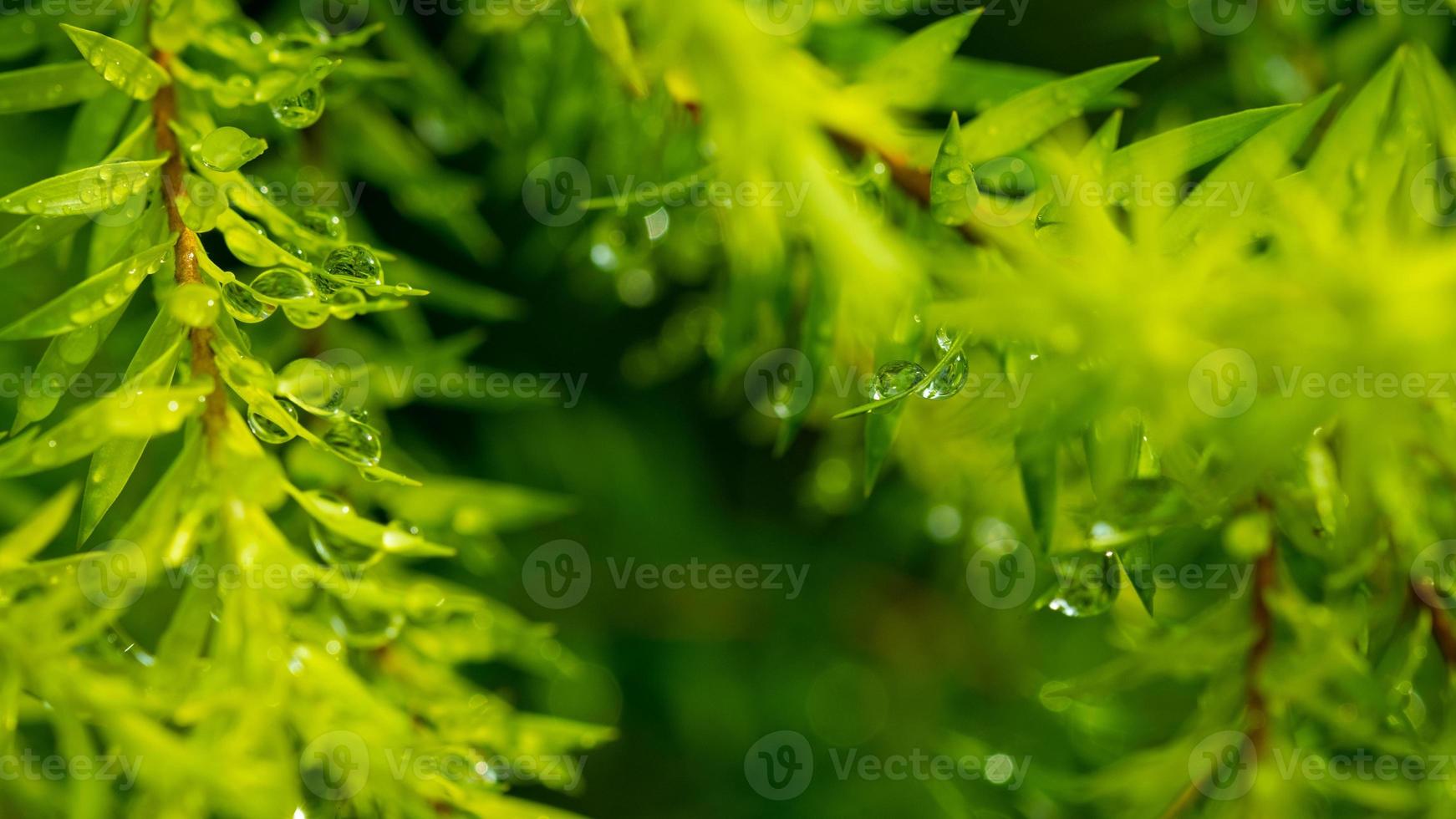 Water on leave background, Green leaf nature photo