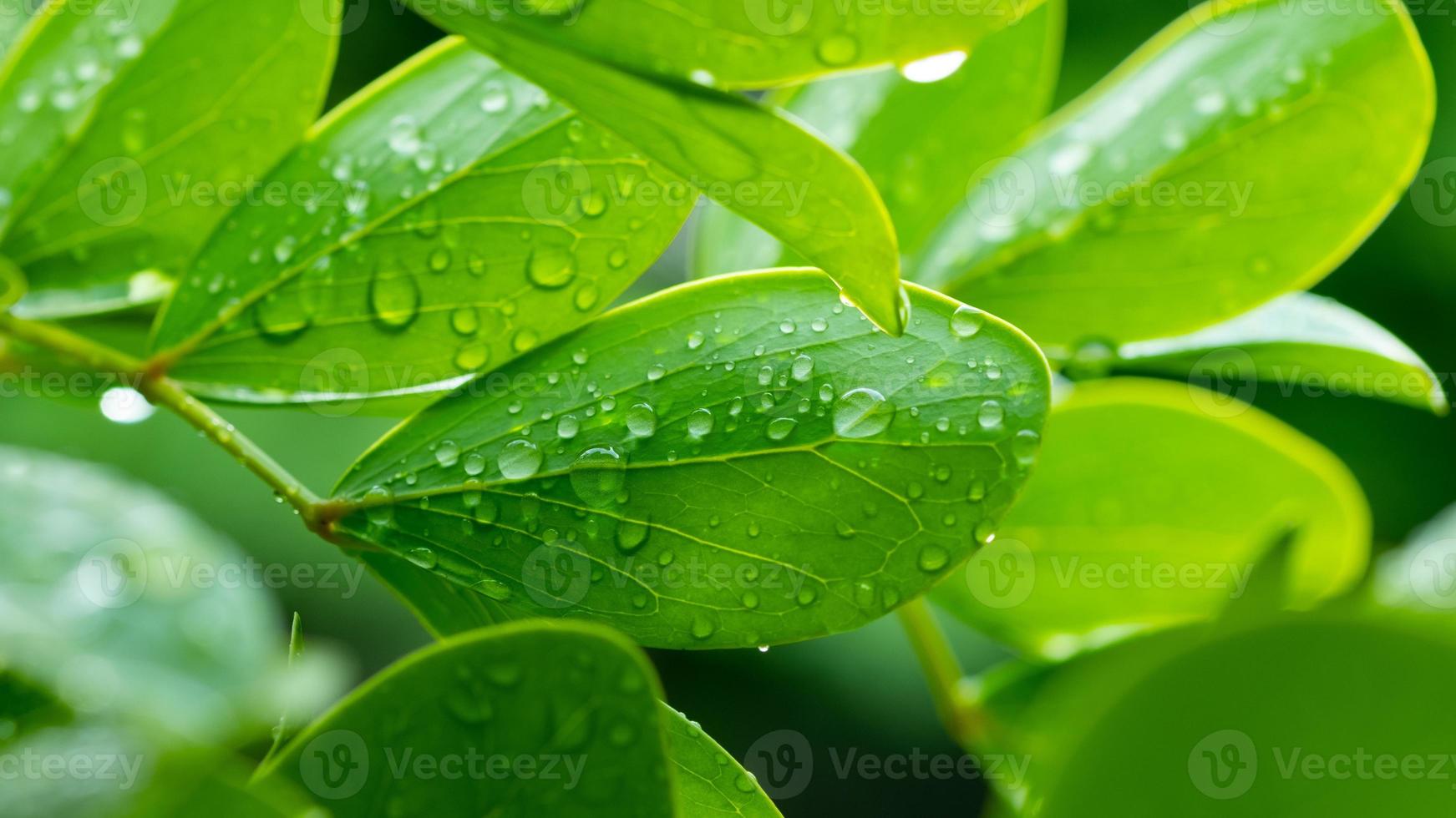 Water on leave background, Green leaf nature photo