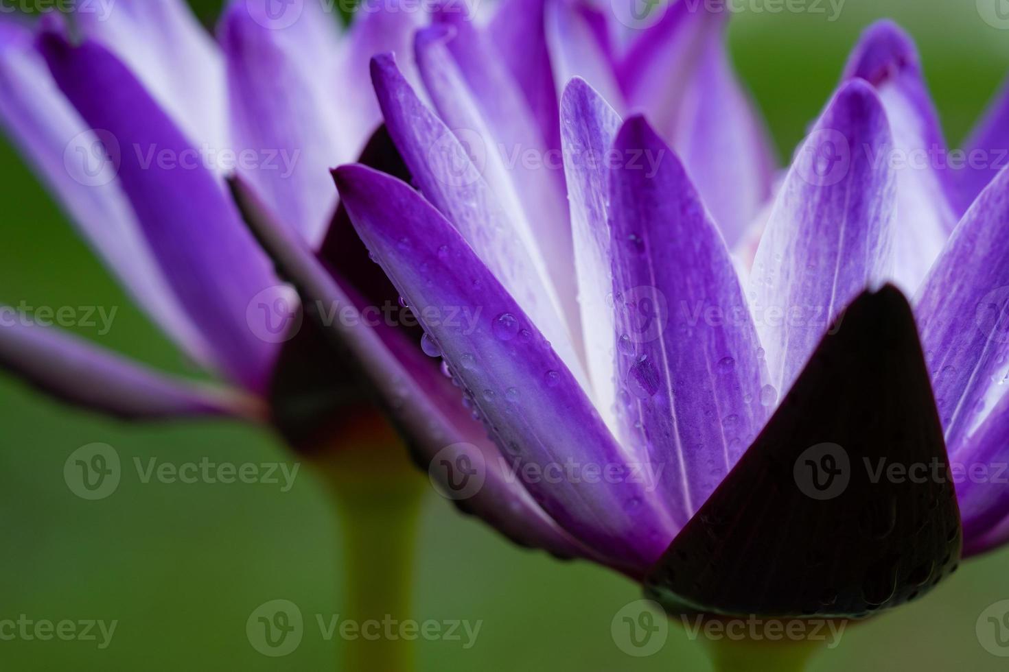 primer plano, hermoso, flor de loto, en, charca, gota de agua, en, lotus foto