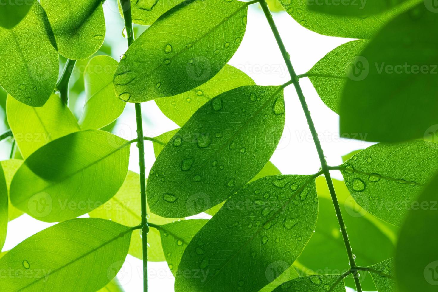 Water on leave background, Green leaf nature photo