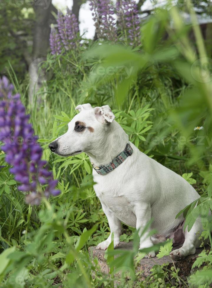 Jack Russell Terrier puppy photo