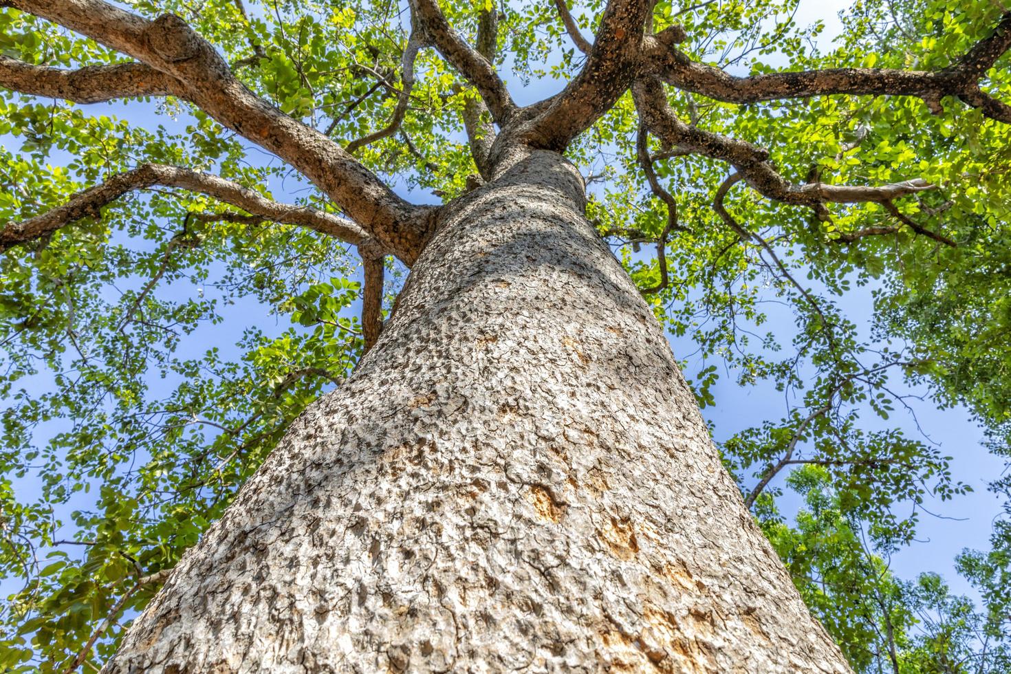 Photographs of large, large trees taken from under to the top of trees photo