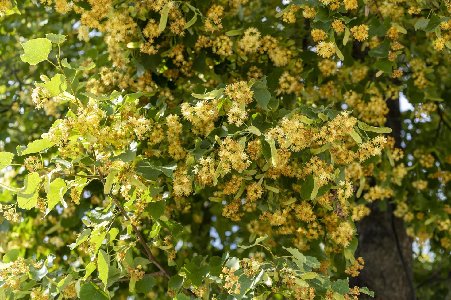 ramas de un tilo en flor contra el cielo foto