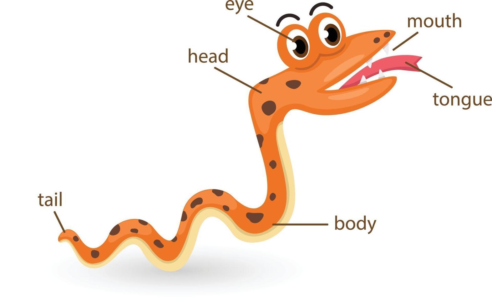 parte del vocabulario de la serpiente del vector del cuerpo