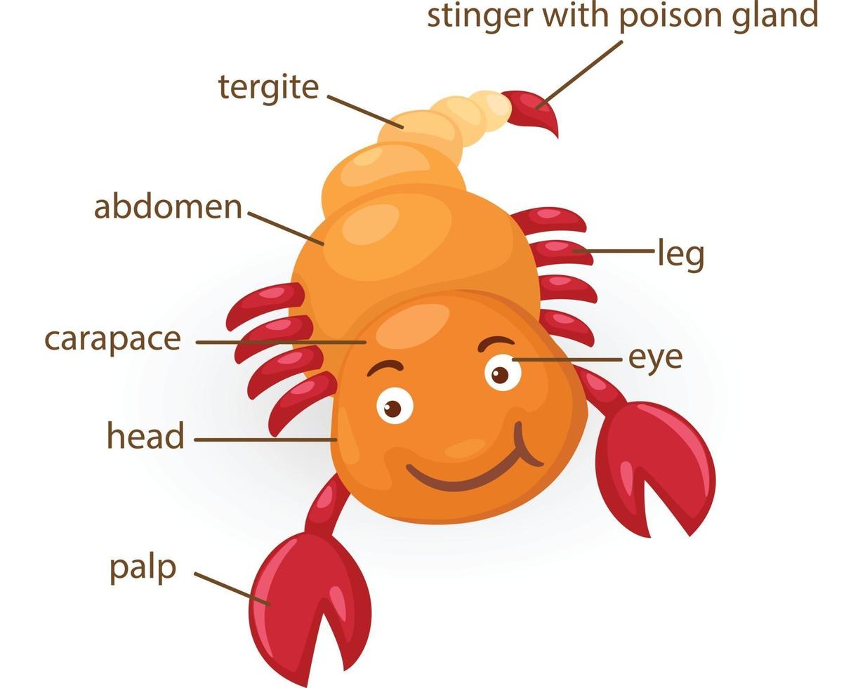 scorpion vocabulary part of body vector