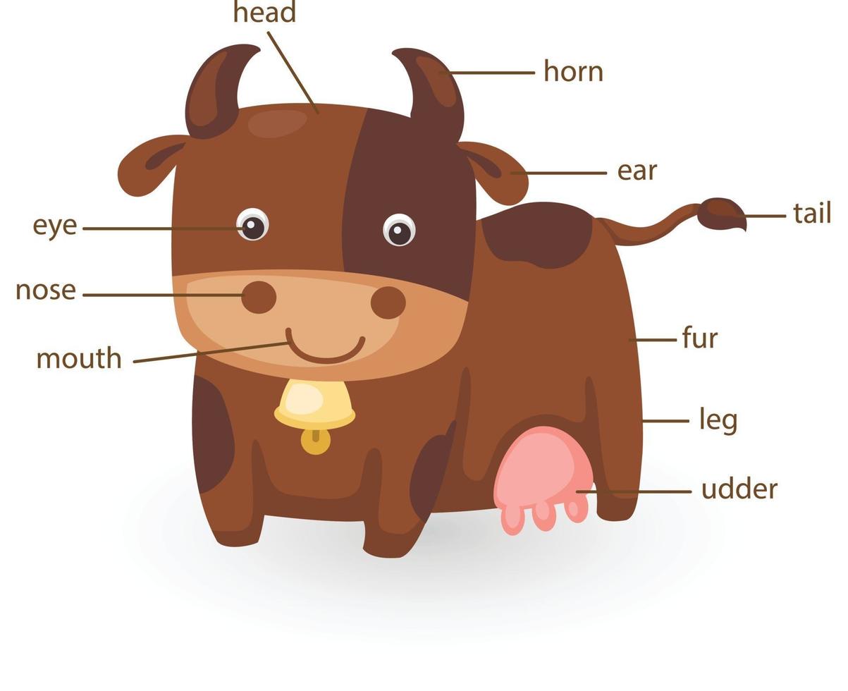 cow vocabulary part of body vector