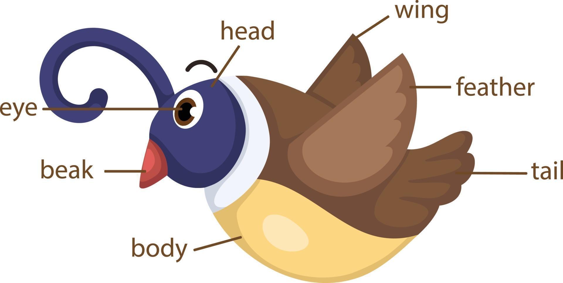 bird vocabulary part of body vector