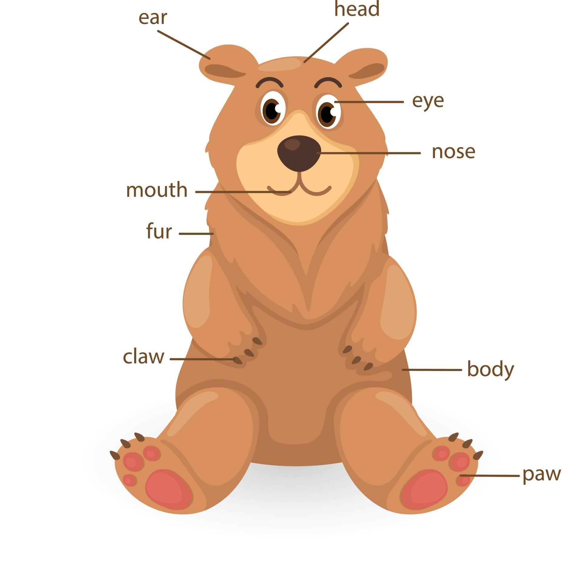 Как на английском будет медведь. Животные части тела. Части тела животных на английском. Медведь по английскому части тела. Части тела медведя для детей.