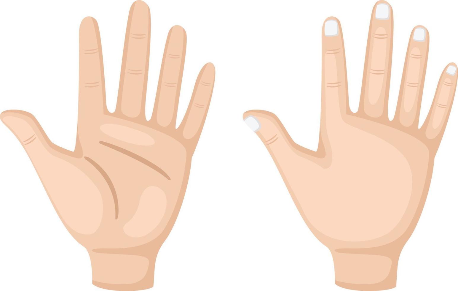 Two hand vector