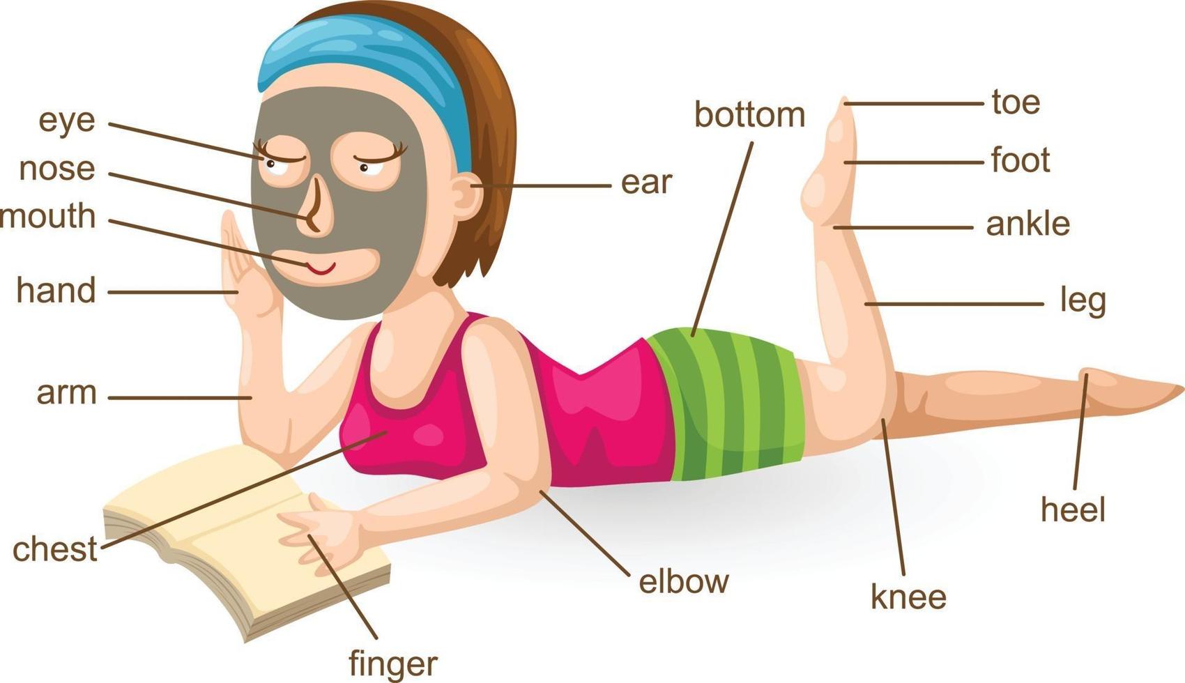 vocabulary part of body vector