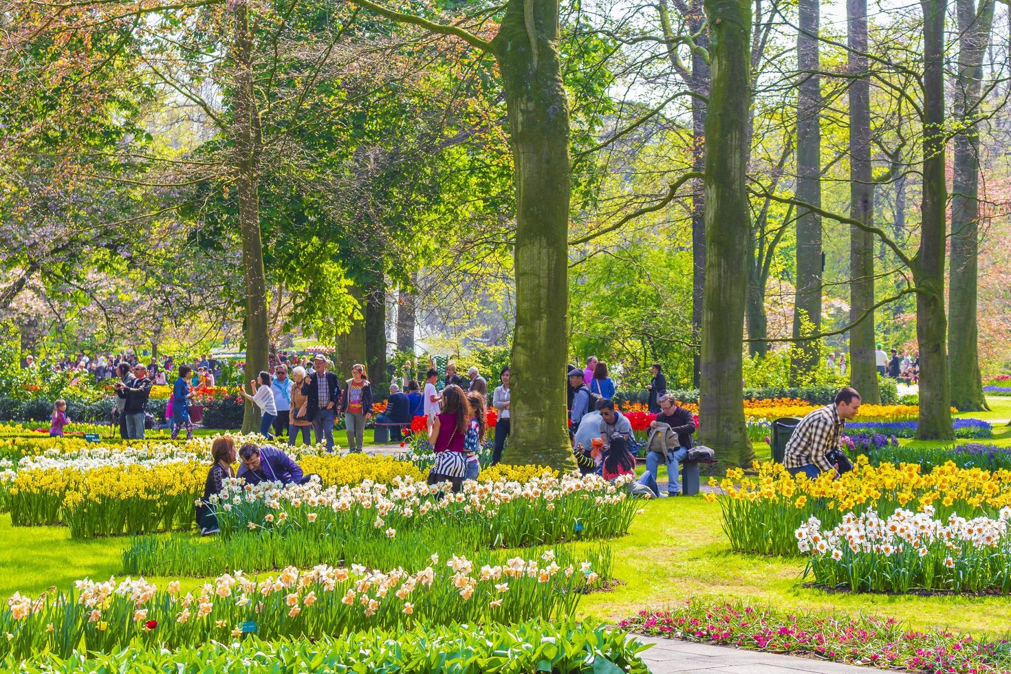 lisse, países bajos, 20 de abril de 2014 - coloridos tulipanes y narcisos en keukenhof tulip park foto