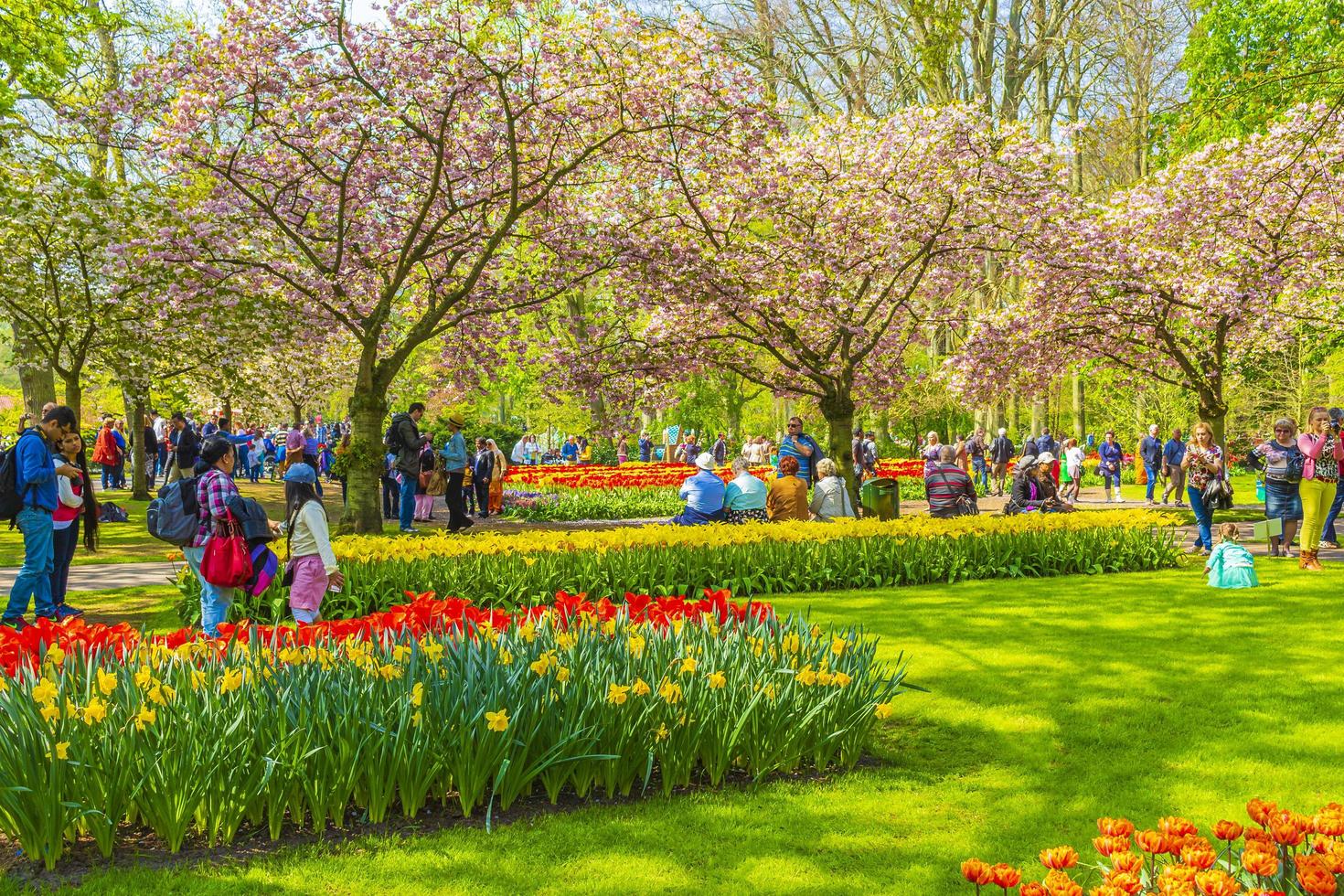 Lisse, Netherlands, 20th April, 2014 - Colorful tulips and daffodils in Keukenhof tulip park photo