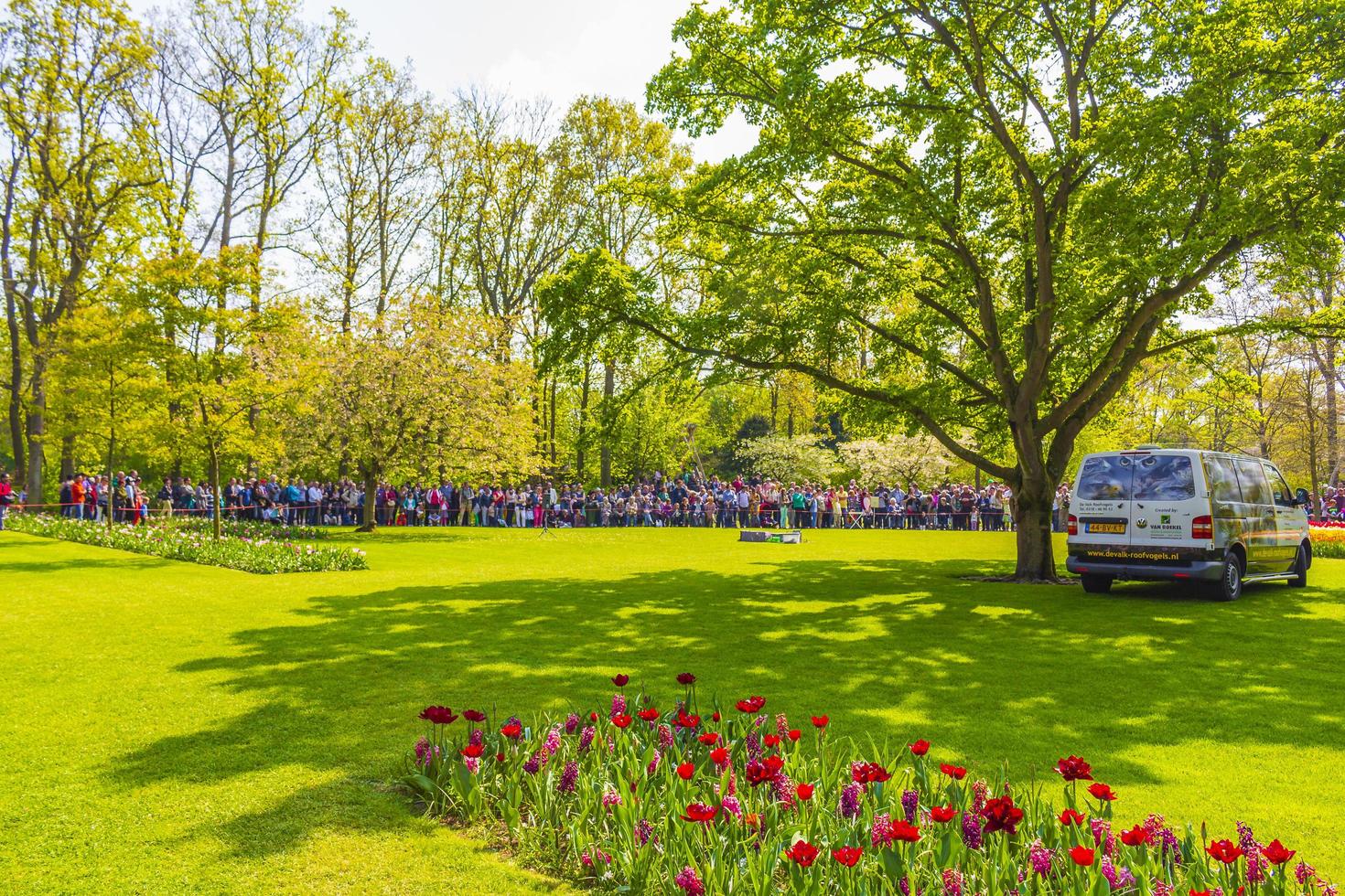 lisse, países bajos, 20 de abril de 2014 - coloridos tulipanes y narcisos en keukenhof tulip park foto