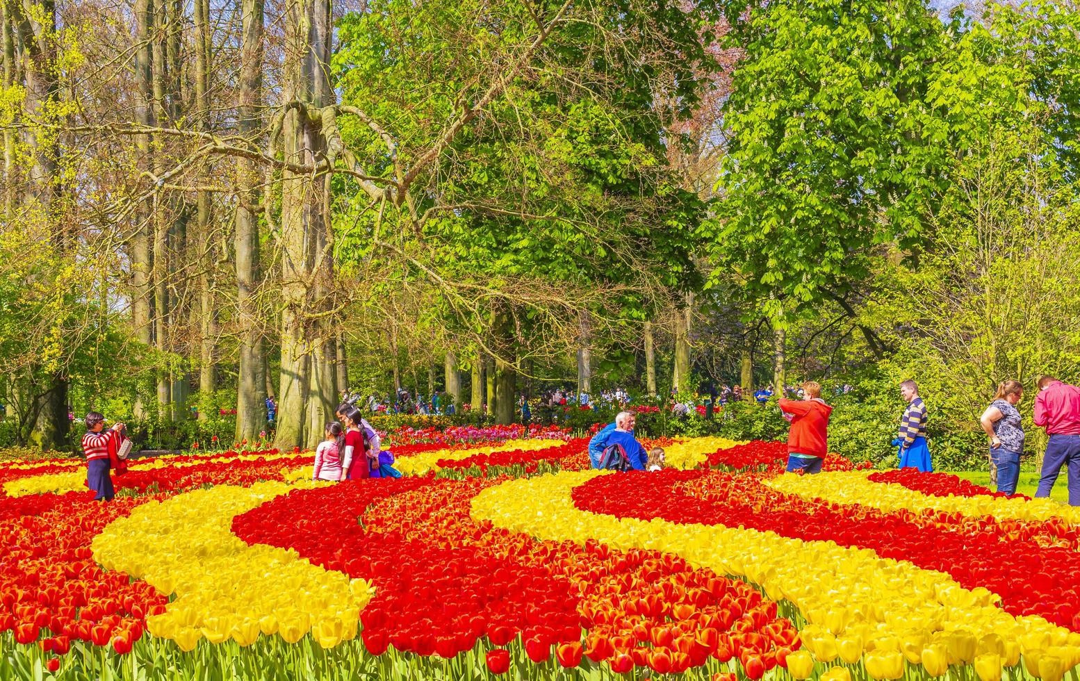 Lisse, Netherlands, 20th April, 2014 - Colorful tulips and daffodils in Keukenhof tulip park photo