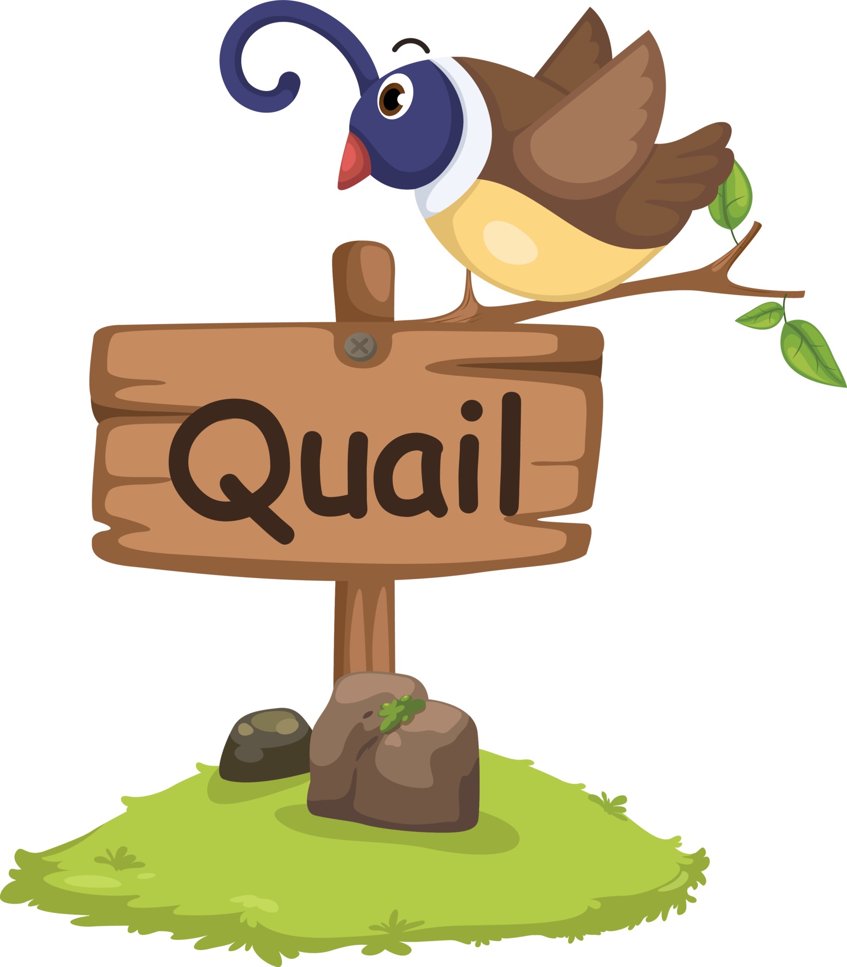 animal alphabet letter Q for quail 3116384 Vector Art at Vecteezy animal alphabet letter Q for quail 3116384 Vector Art at Vecteezy