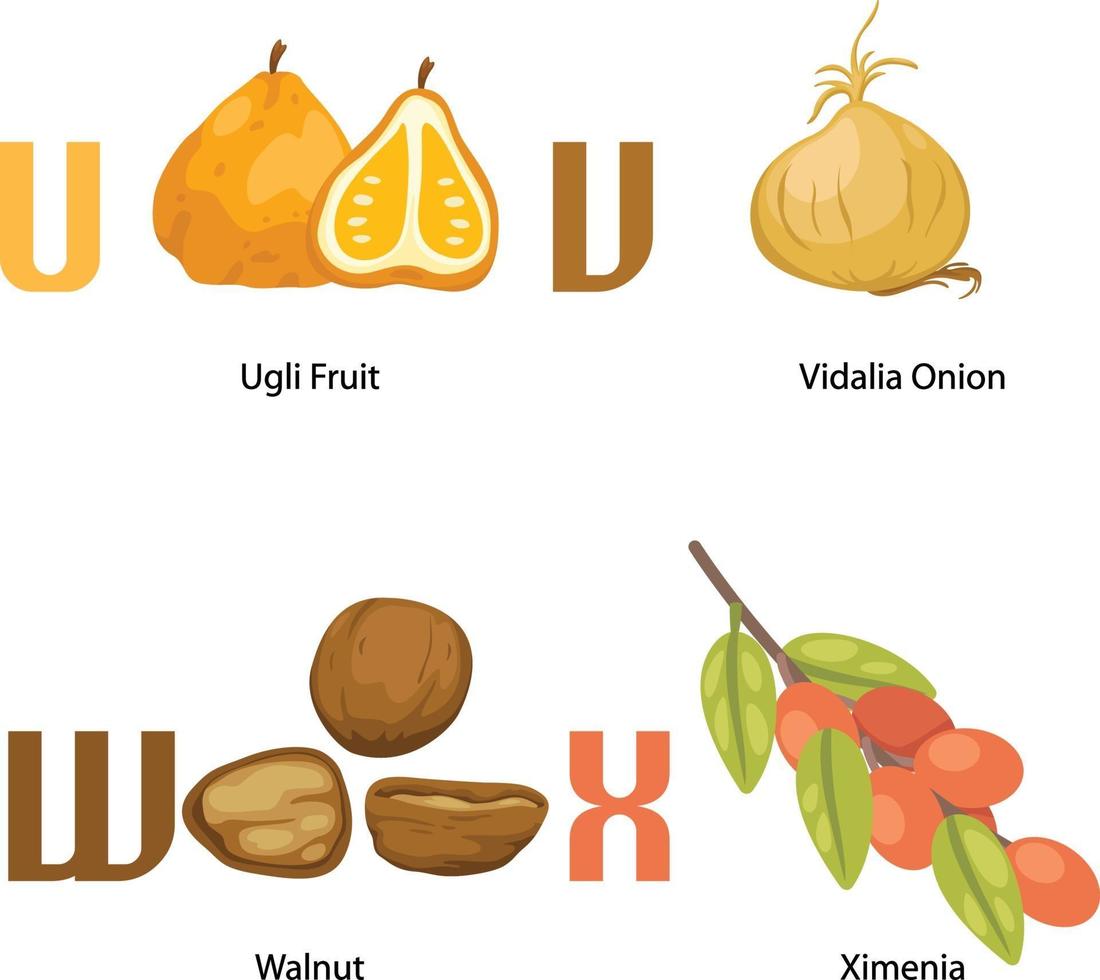 letra del alfabeto ux. fruta ugli, cebolla vidalia, nuez, ximenia. vector