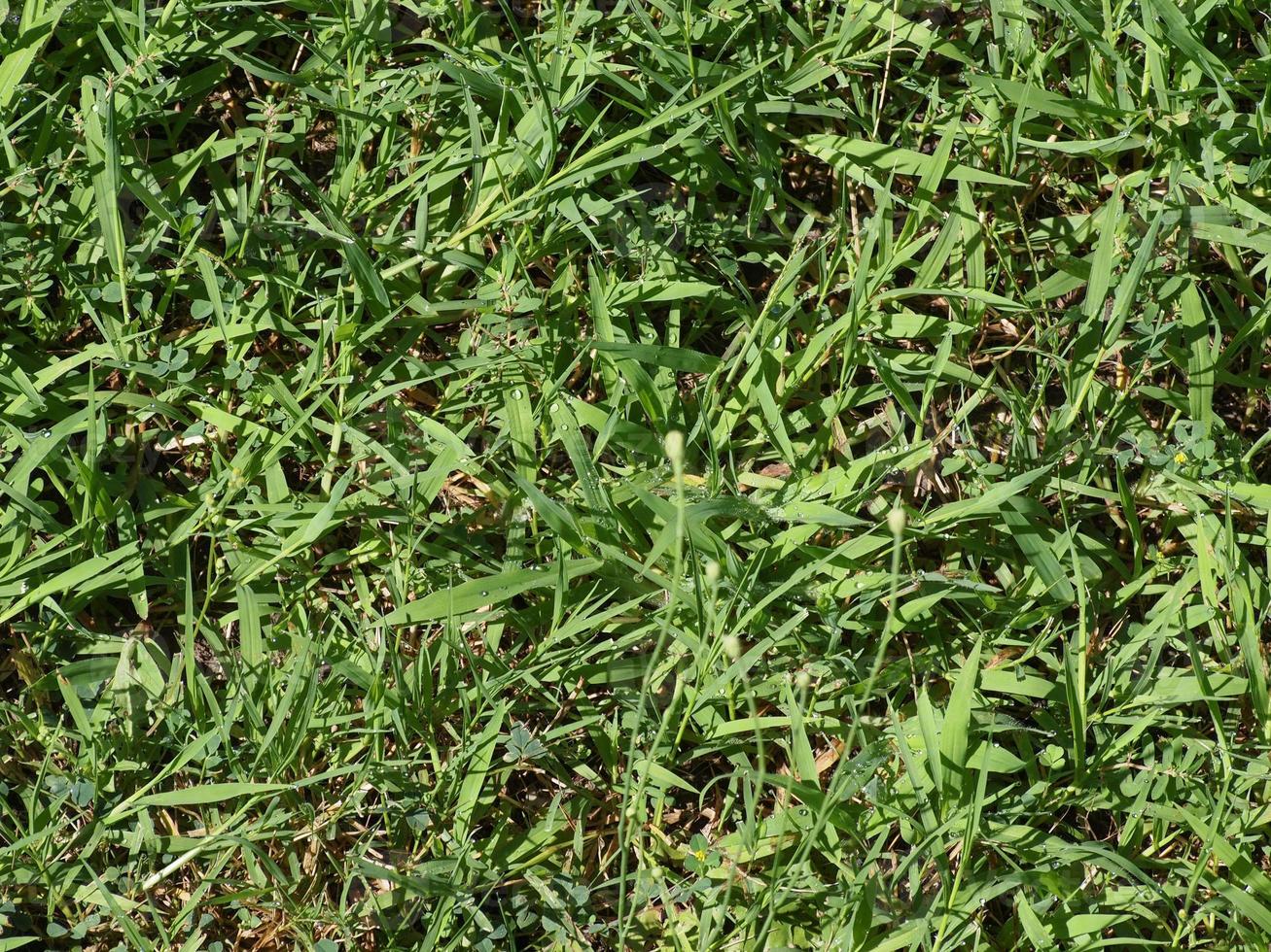 Green grass meadow background photo