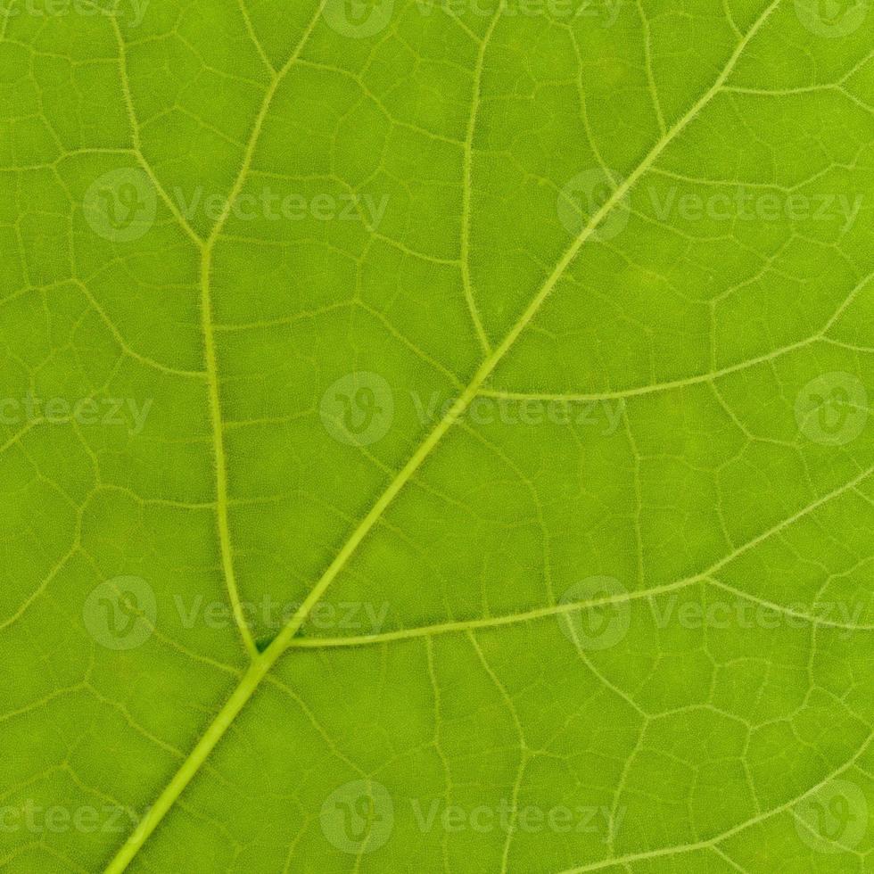 Green leaf texture photo