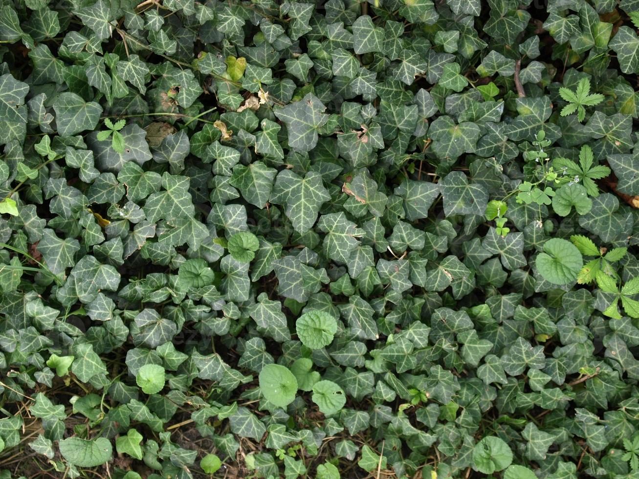 fondo de hojas de hiedra foto