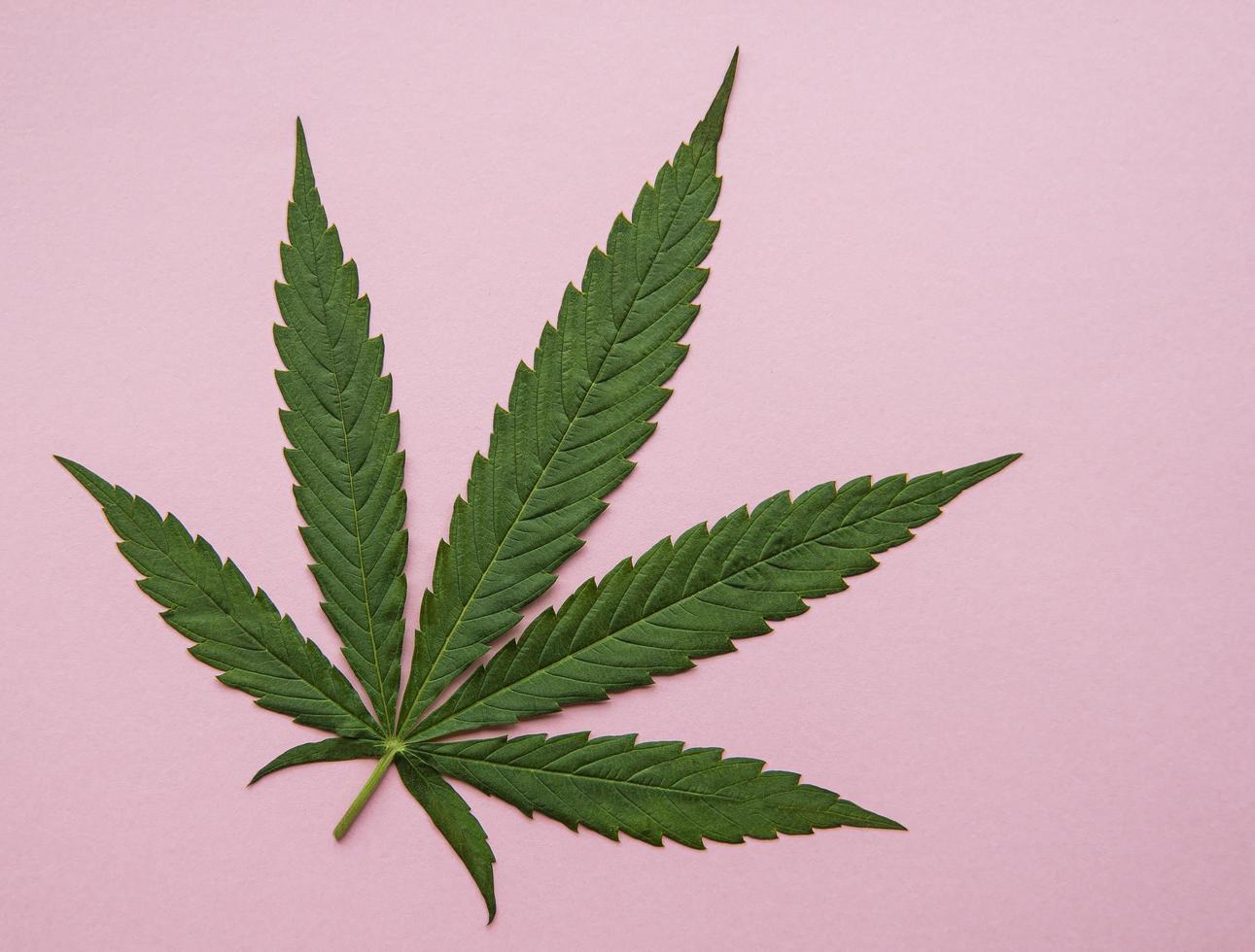 Green cannabis leaves on pink background photo