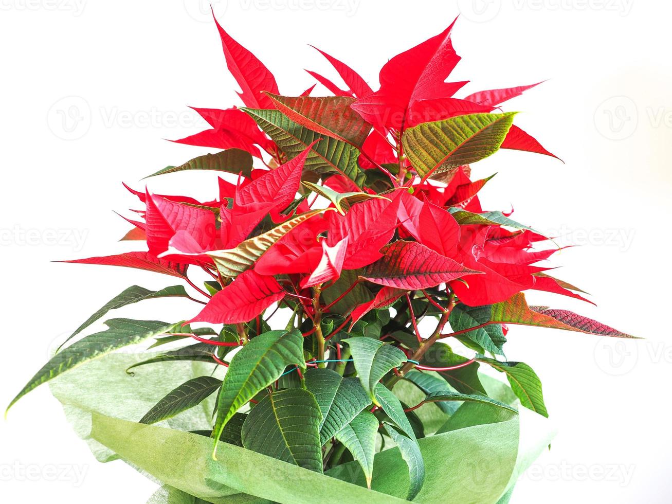 poinsettia estrella de navidad foto