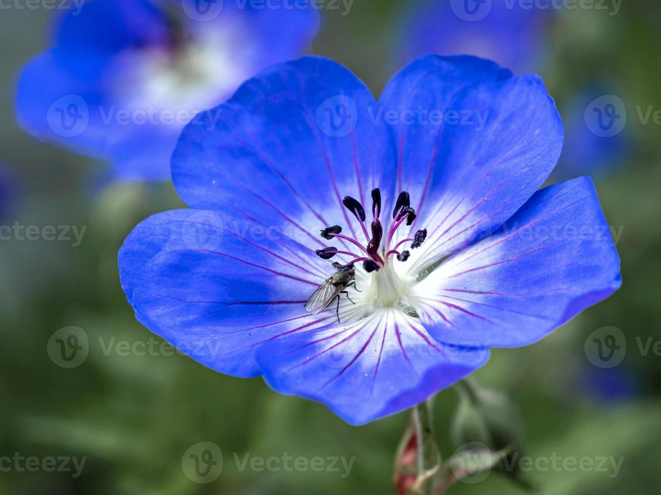 flor de geranio cranesbill con una pequeña mosca foto