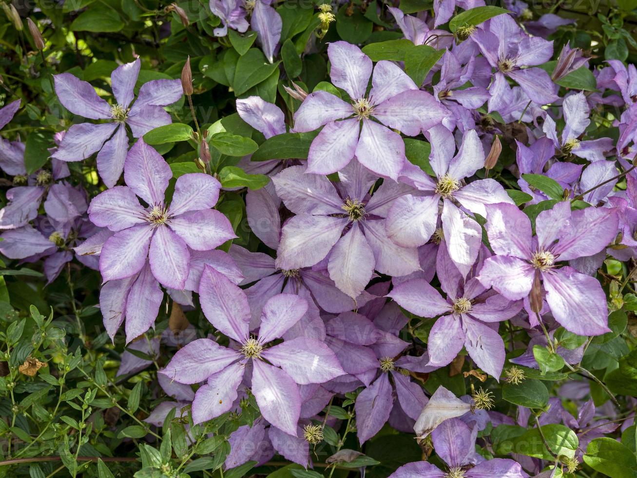 Bonitas flores de clemátide púrpura en un jardín. foto