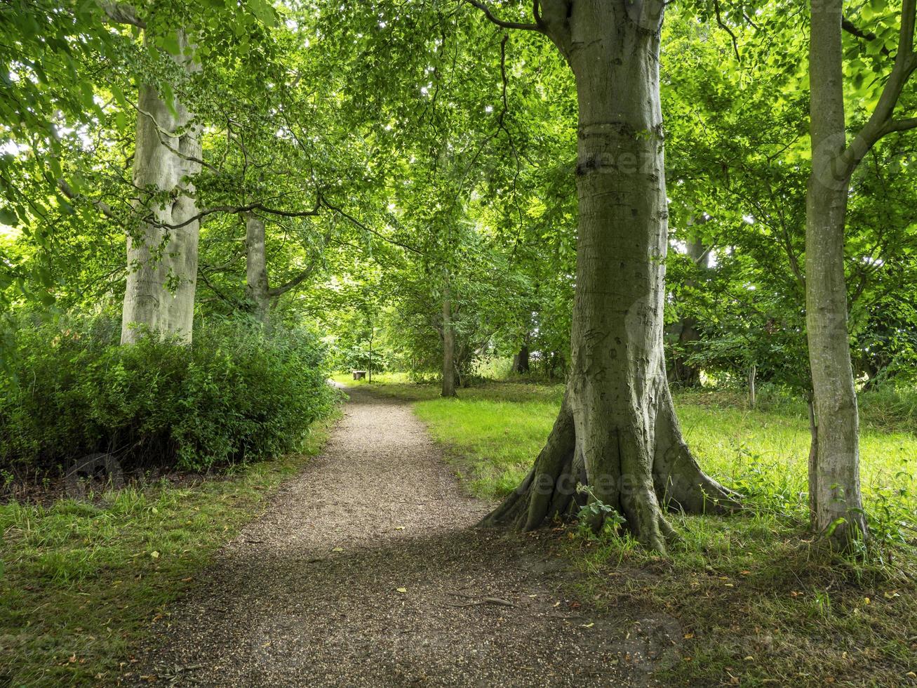 Path through woods with summer foliage at Burton Agnes East Yorkshire photo