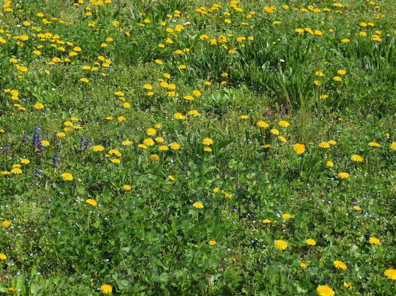 Grass meadow weed photo