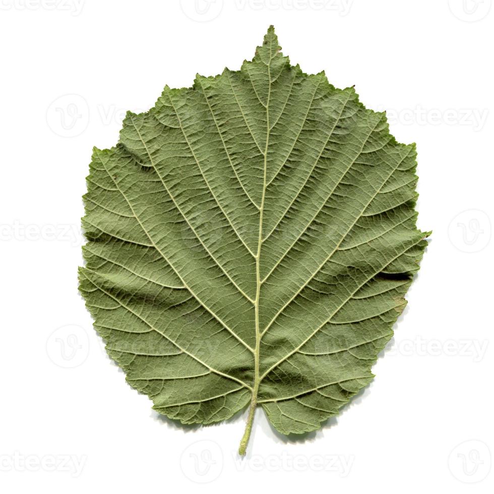 Hazel tree leaf photo