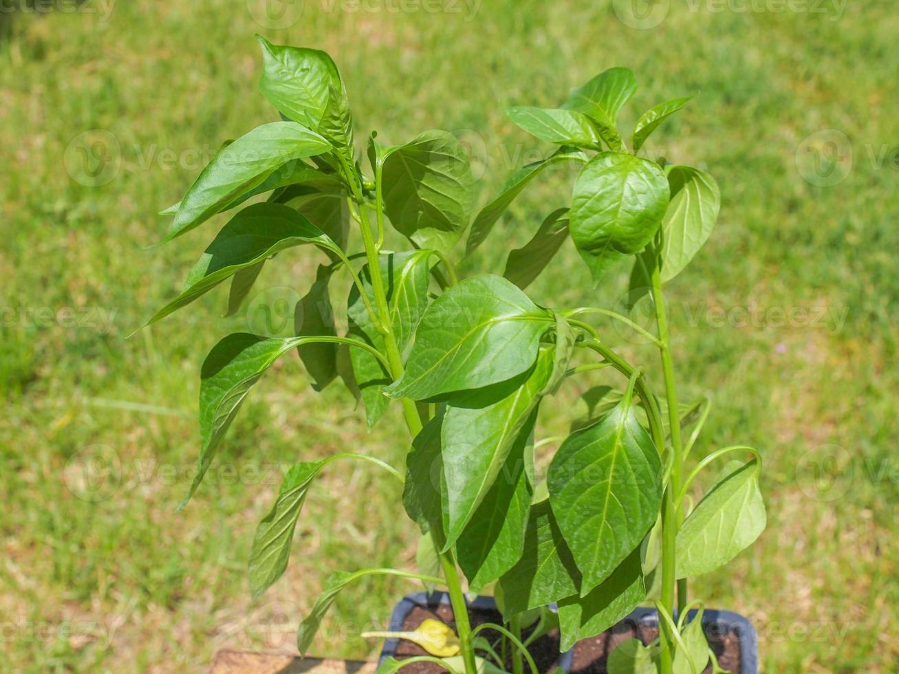 enchufe de planta de pimiento foto