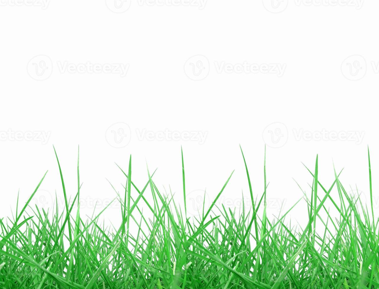 pasto verde aislado sobre blanco foto