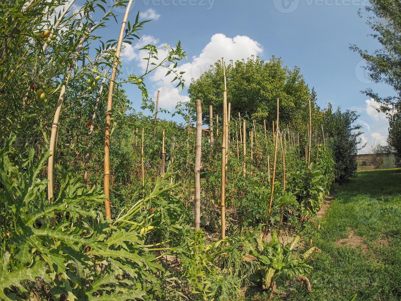 huerto hortícola foto