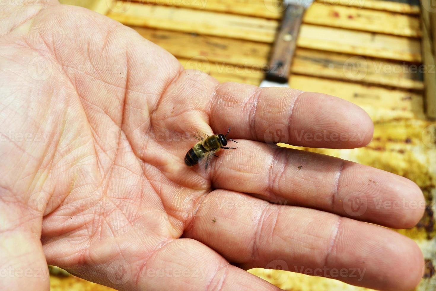 Winged bee slowly flies to beekeeper collect nectar on private apiary photo