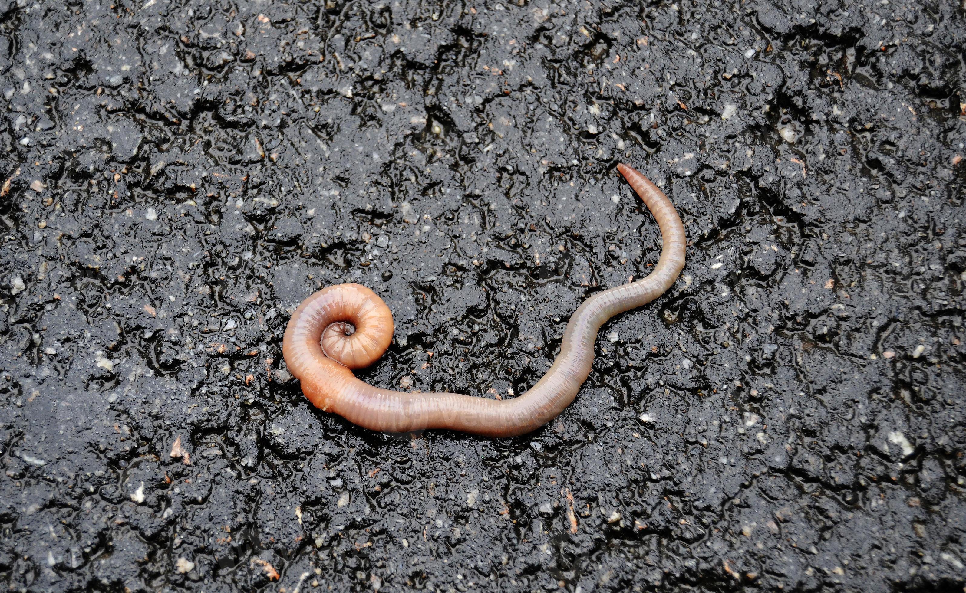 Red earthworm it live bait for fishing isolated on dark background 3122804  Stock Photo at Vecteezy
