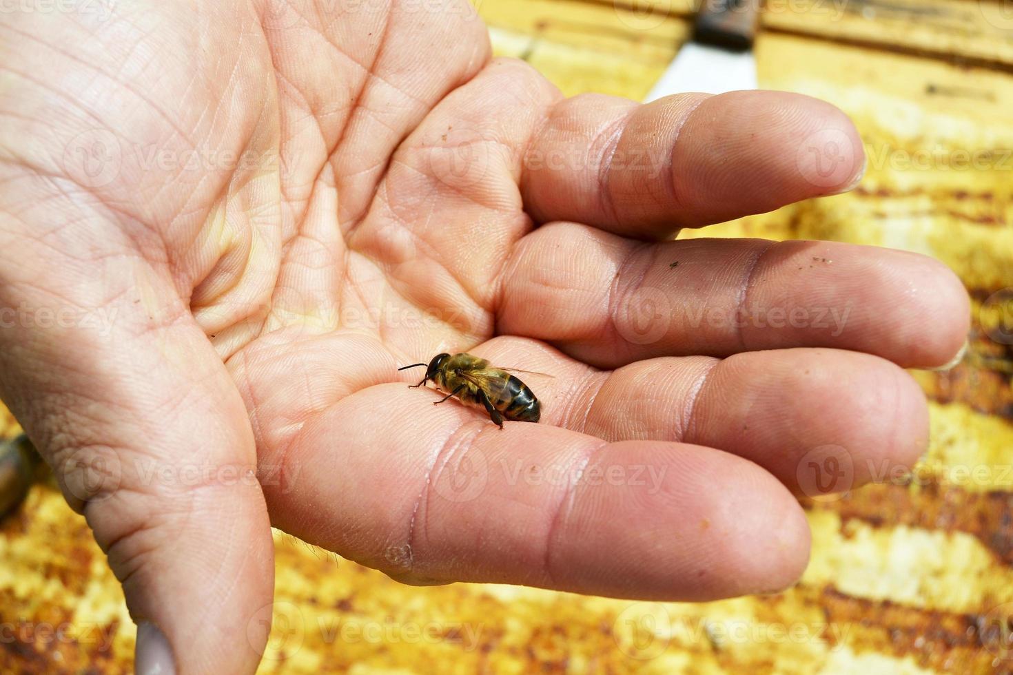 Winged bee slowly flies to beekeeper collect nectar on private apiary photo