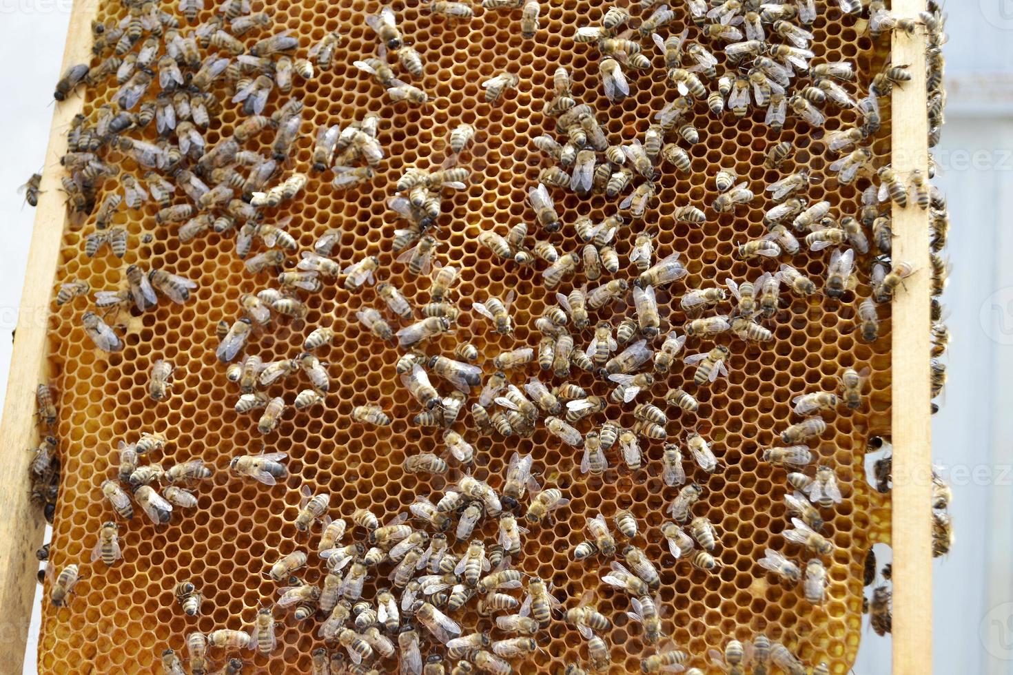 La estructura hexagonal abstracta es un panal de abejas de la colmena. foto