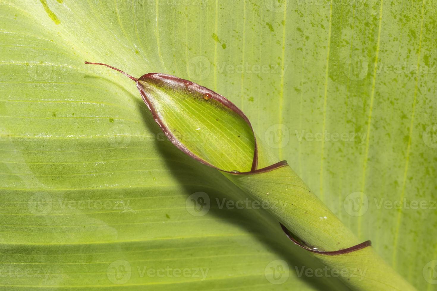 primer plano, de, canna, lirio, planta, hojas foto